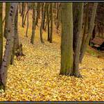 Ještě jedna podzimní