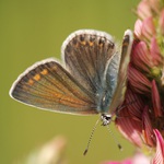 vzpomínky na barevné léto