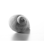 skvele ulita šnečí ulita