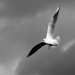 In flight_01
