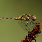 Sympetrum striolatum