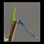 Vážkoviny....do zbl......