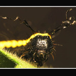 Přízrak/dravý a žravý/