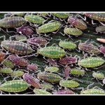 Hurá-Tesco zlevnilo