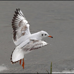 Racek