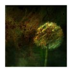 *** Říkal jsi mi pampeliško ...***