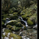 Kahurangi NP (Vzpomínky na Zéland)