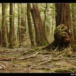 Caples Valley (Vzpomínky na Zéland)