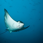 Siba