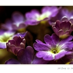 Fialové kalíšky...