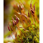 Podzimní nálada....