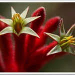 Kangaroo paw  (Anigozanthos)