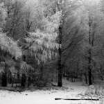 Pezinská baba 2007