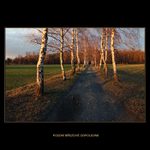 Pozdní březové odpoledne