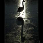 Donaldova temná strana