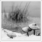 ..život na tomto břehu...