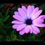 Má mě rád, nemá mě rád