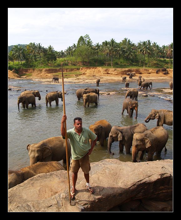 Sri Lanka sloni sirotinec