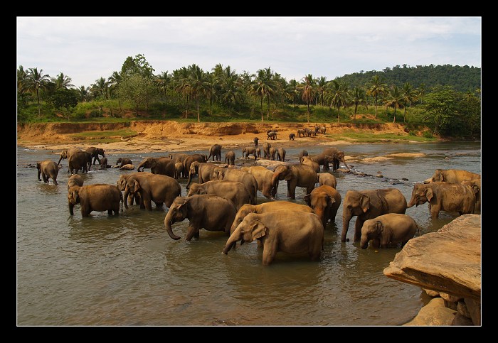 Sloni sirotinec na Sri Lanke