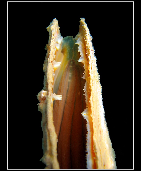 Chorvatsko-Kyjovka na lovu