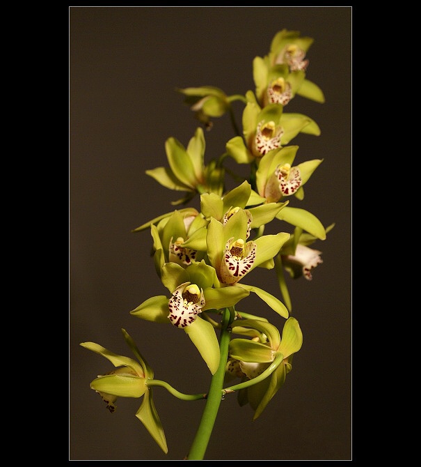 Cymbidium