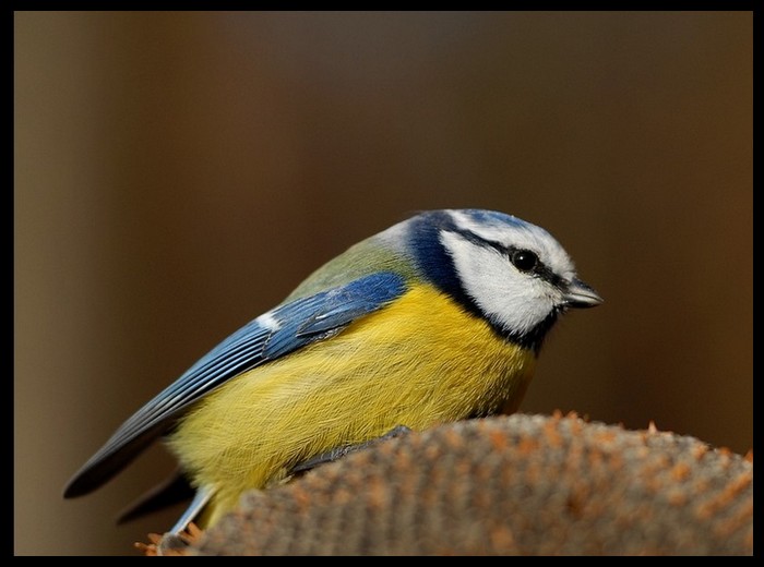 Sýkora modřinka(Parus caeruleus)