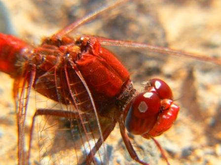 Vážka červená (Sympetrum sanguineum)