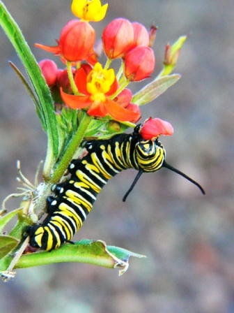 Babôčka smradľavá