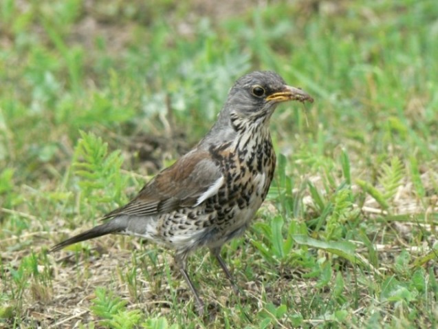 Drozd čvíkotavý (Turdus pilaris)