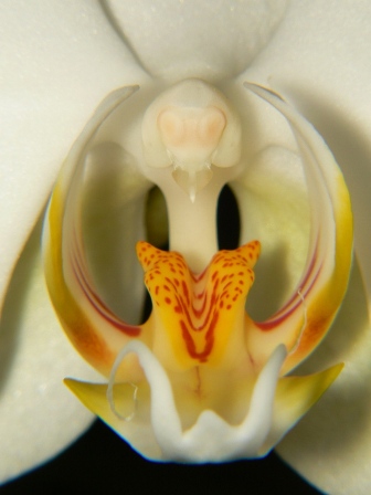 Lišaj pôvabný (Phalaenopsis amabilis)