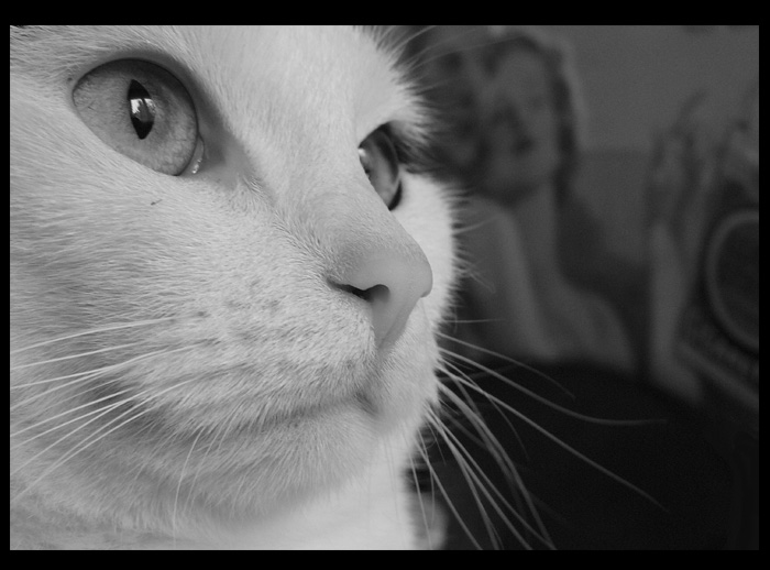 Lady