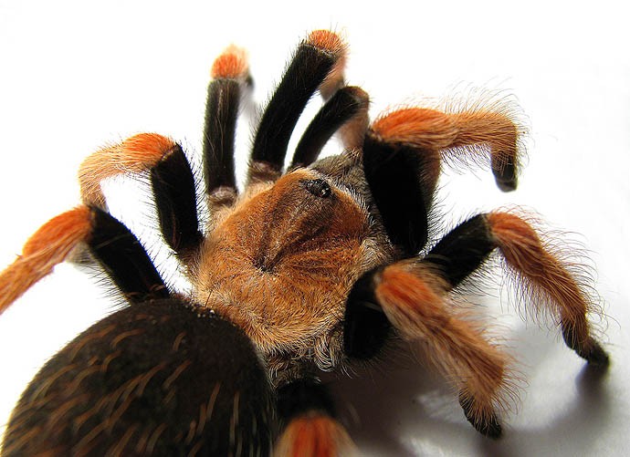 Brachypelma boehmei