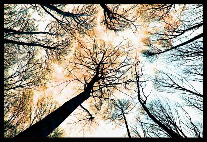 jednoducho v lese II