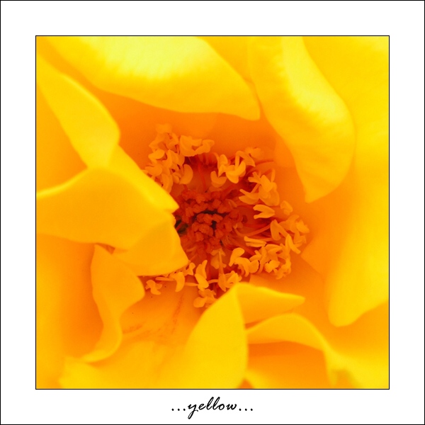 ...yellow...