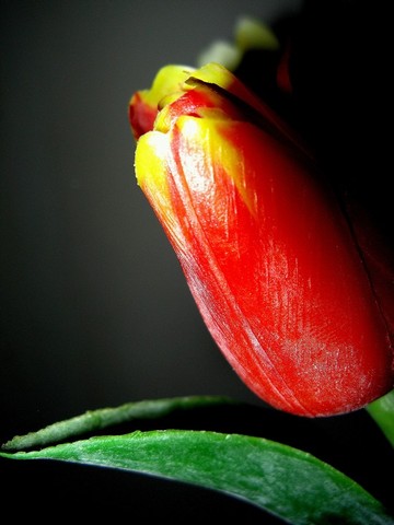 Tulipán...