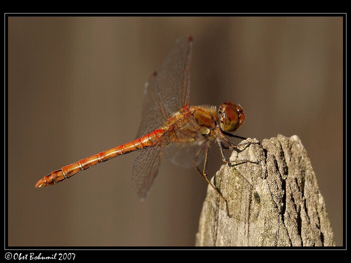 Vážka rudá 2
