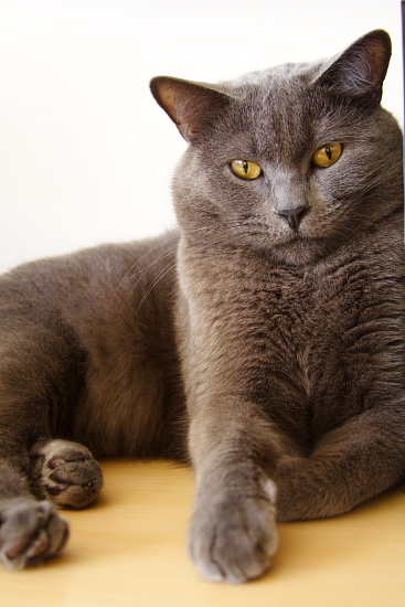 Šedá elegance