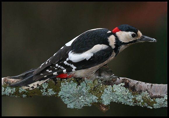Strakapoud velký (Dendrocopos major)