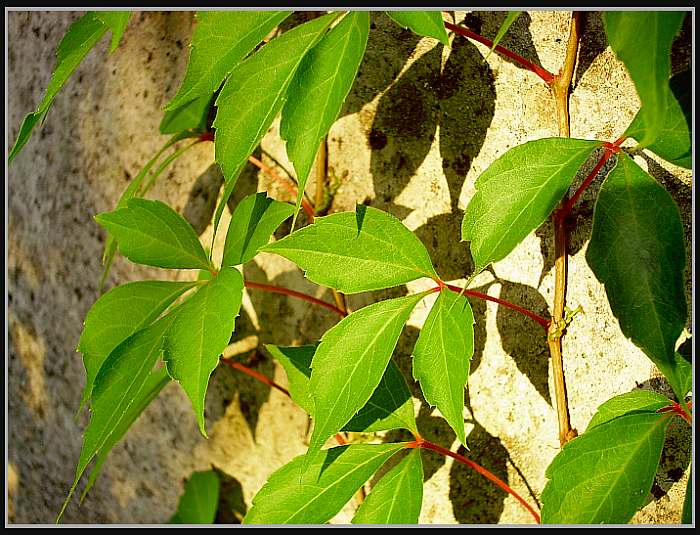 "Viriditas"