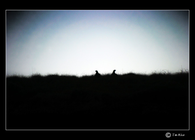 Some grouse moors