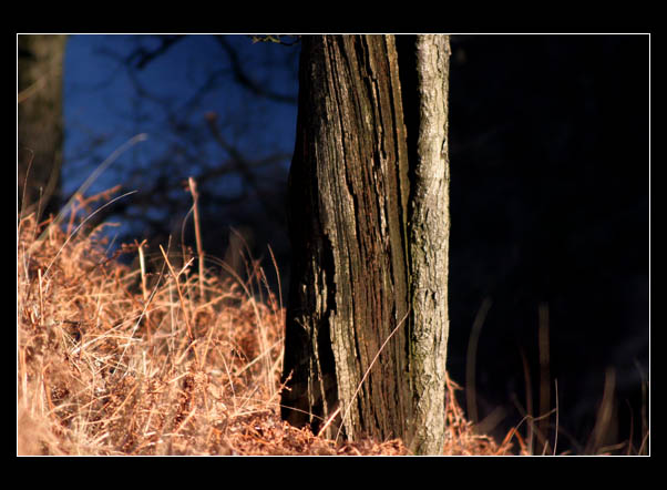 Upland oakwood