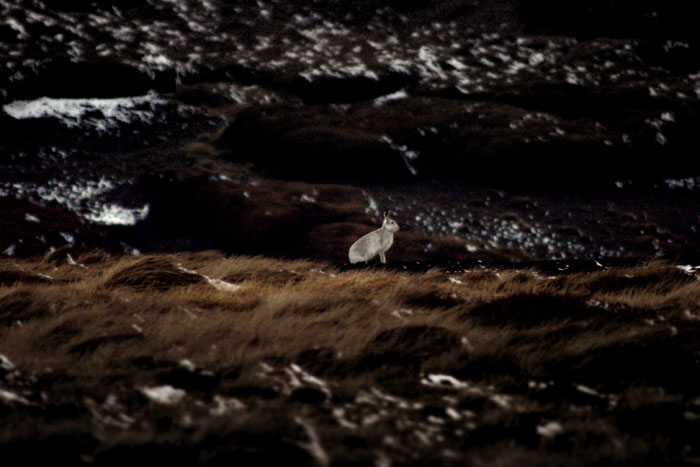 Some grouse moors