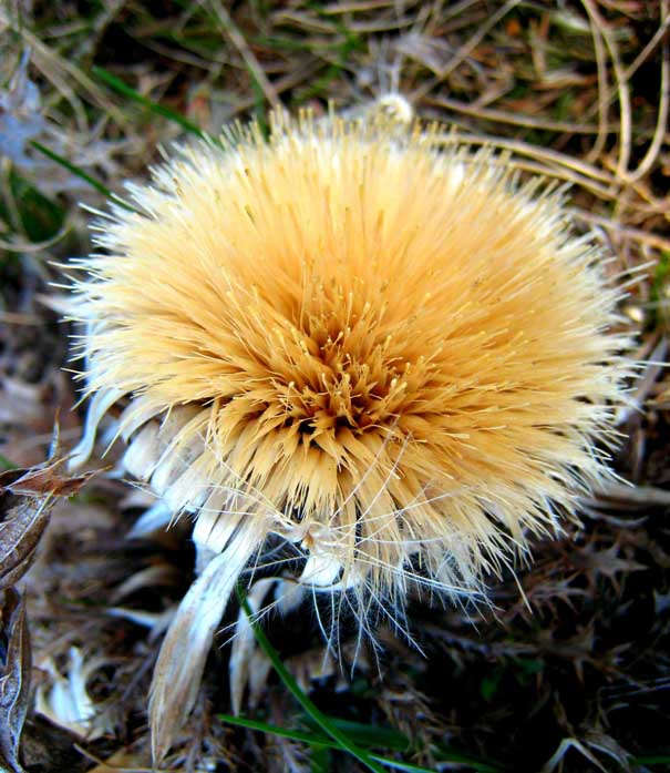 Warm Frost