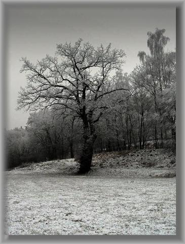 stařec