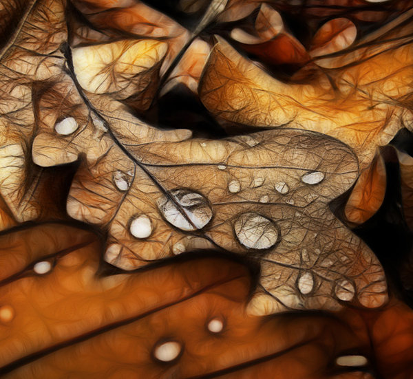 ... Leaf ..