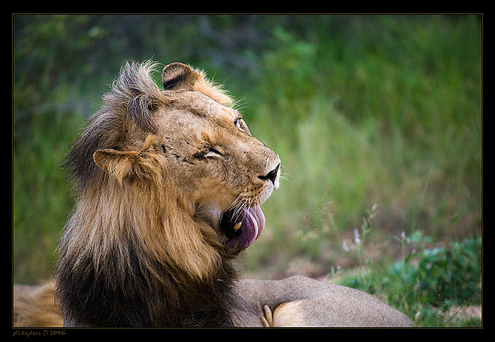 Z Krugerova parku v JAR