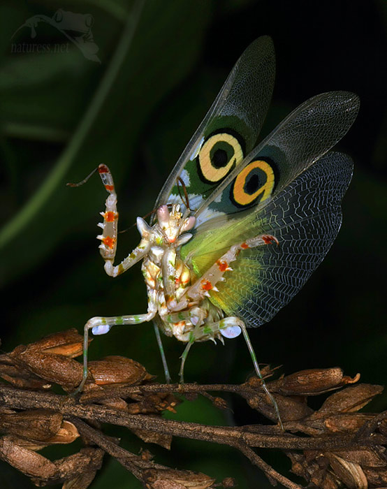 Pseudocreoboter Wahlbergi