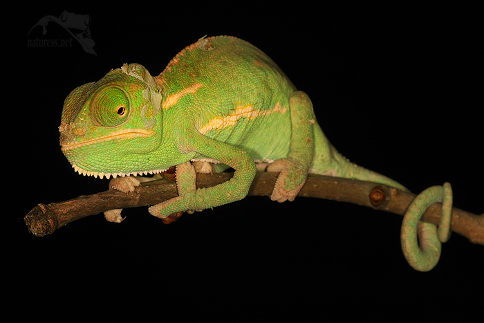 chameleon jemenský (Chamaeleo calyptratus)