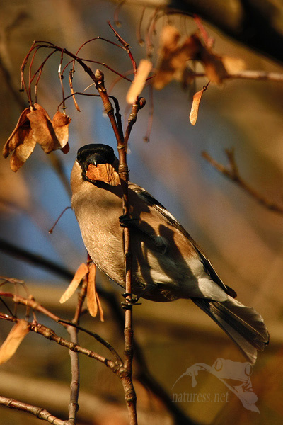 Hýl obecný (Pyrrhula pyrrhula)  samička