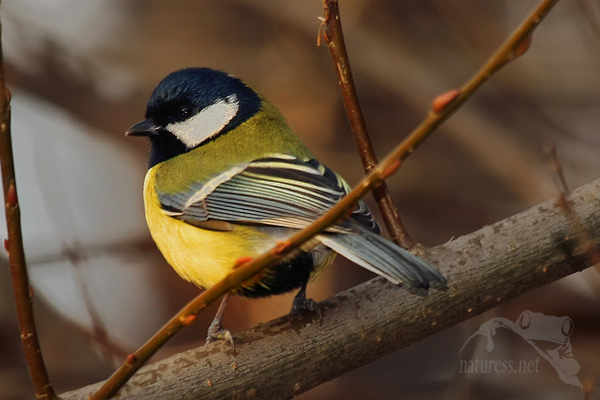 Sýkora koňadra (Parus major)